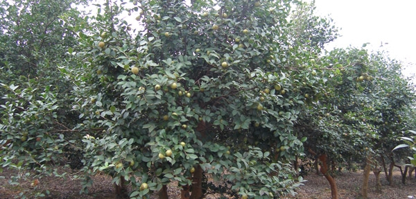 油茶籽树