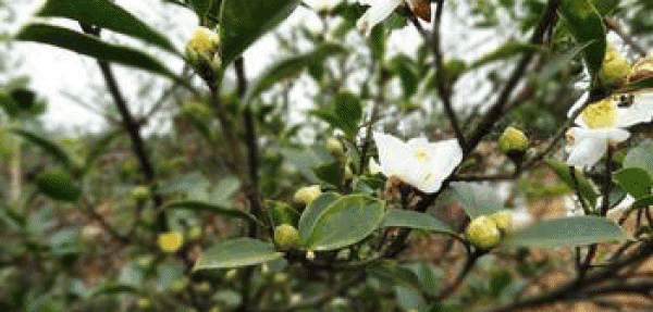 Tea seed tree is blossom